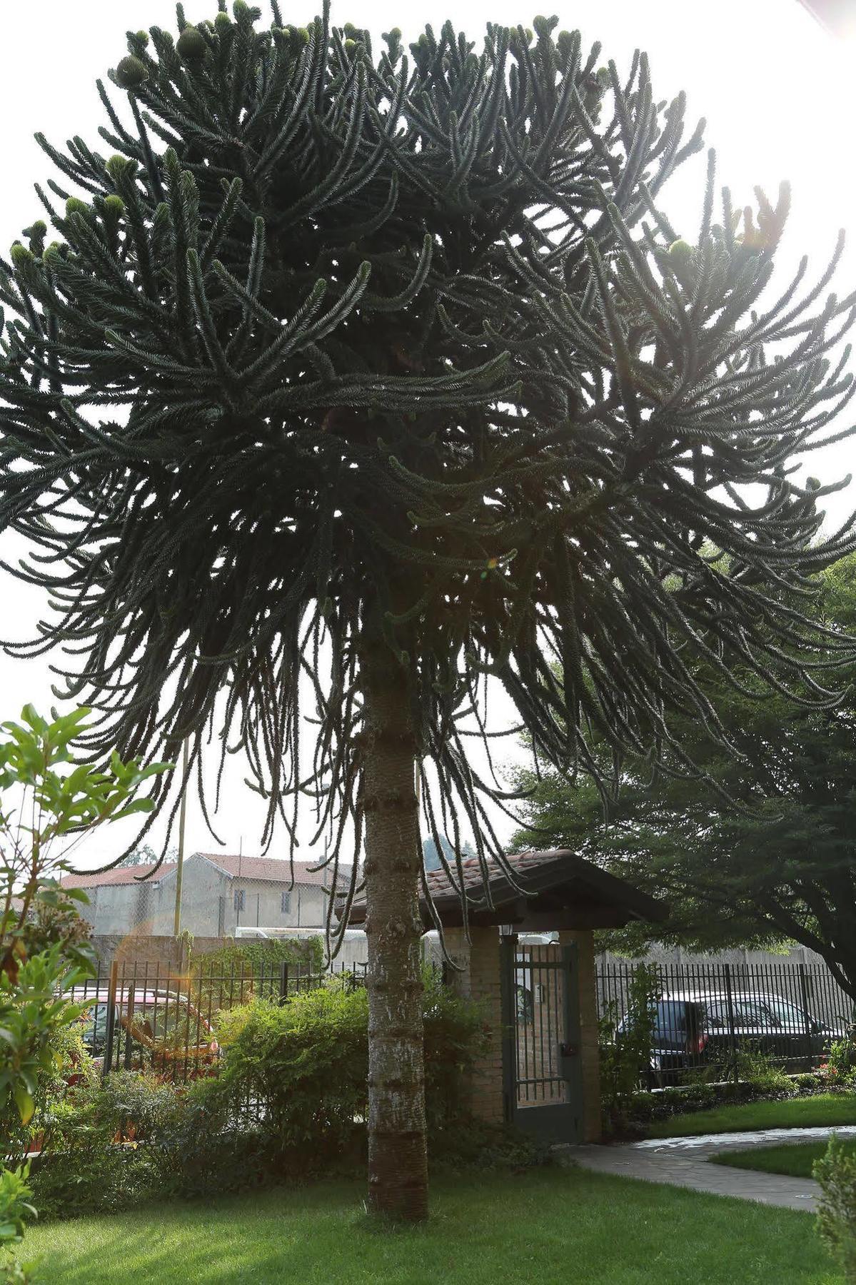 Il Gelsomino Bed & Breakfast Ferno Luaran gambar